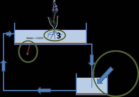 TKI WATERTECHNOLOGIE SMART WATER SYSTEMS RESOURCE EFFICIENCY SUSTAINABLE CITIES WATER IN DE KAS Microbiële gezond water Biofilm (2), Crazy roots (3)