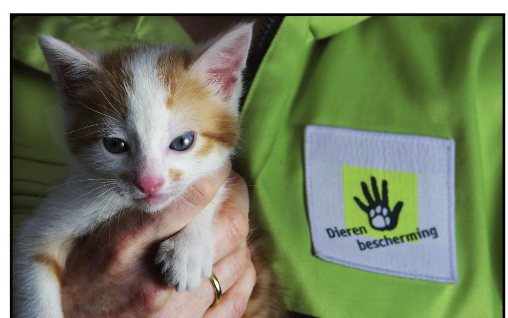 Dierenbescherming ontvangt geen overheidssubsidie: steun ons! Foto Robin Utrecht Helaas hebben we niet alleen goed nieuws.