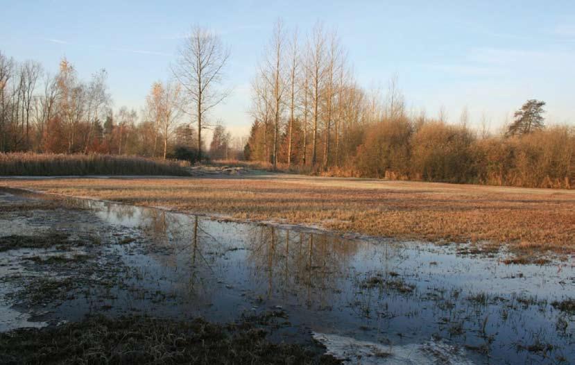 36 Brakona jaarboek 2011 Foto 4: Winterse impressie van het trilveen in de Demerbroeken. Foto: Marc Mostien riet aan de noord en westzijde, en een moerasvegetatie (o.a. Dotterbloem, Egelboterbloem, Poelruit, Zwarte zegge (Carex nigra) als belangrijkste nectarplanten) aan de zuid- en oostzijde.