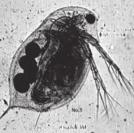 Maandblad A.V. Daphnia Boxtel en omgeving (de Meierij), aangesloten bij de N.B.A.T.