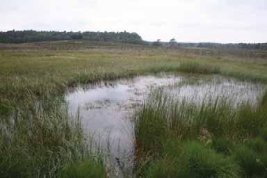 Stichting RAVON Foto 1: Ven op de Tongerensche Heide met