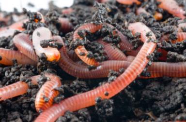 Wormen: Gunstige invloed opbouw stabiele humus, kleven plantenresten aan gronddeeltjes Trekken grove dode plantendelen in de grond Rode wormen breken plantenresten en