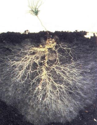 Schimmels (Mycorrhiza): Vormen van stabiele humus (afbraak lignine in dode