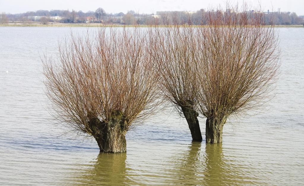 Alterra is onderdeel van de internationale kennisorganisatie Wageningen UR (University & Research centre). De missie is To explore the potential of nature to improve the quality of life.