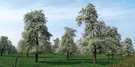 WAARDE EN BELANG VAN HOOG- STAMBOOMGAARDEN CULTUURHISTORISCHE ACHTERGROND Zowel literatuur als film dichten het Vlaamse platteland van de voorbije eeuwen talloze hoogstamboomgaarden toe.