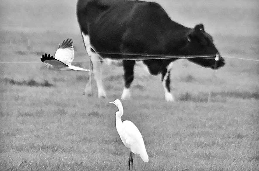 slaapplaatsen met meer dan 20 vogels zijn uitzonderingen (Kleine & van Dijk 2008, Castelijns & Wouters 2011, Kleefstra & Spijkstra-Scholten 2012).