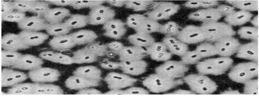 Vrij levende stikstofbindende bacteriën Azotobacter chroococcum is