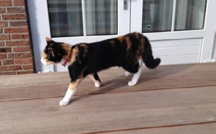 Kat vermist sinds zondag 22 mei Moos is een lapjes kat (met witte pootjes, snoet en buikje), gechipt, en draagt een roze halsbandje met belletje.