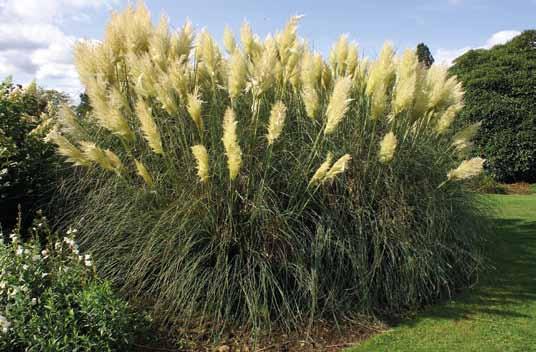 Cortaderia selloana 'Pumila' Stipa gigantea Ook riet hoeft geen verdere introductie.