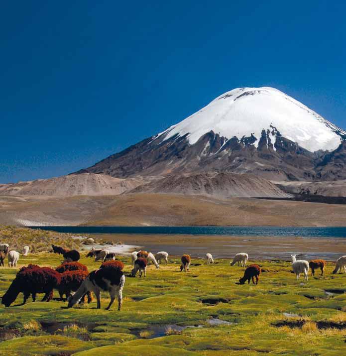 68 Chili Pasturing alpacas in front of Chungara lake and Parinacota Volcano, Tarapaca Region.