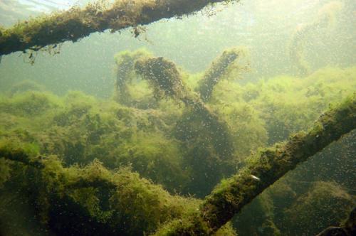 Spiegelplas Symptomen: Te weinig onderwaterplanten Voedselrijke vegetatie Algen op bodem en planten Ophoping bagger Belasting zeer hoog (excessief)