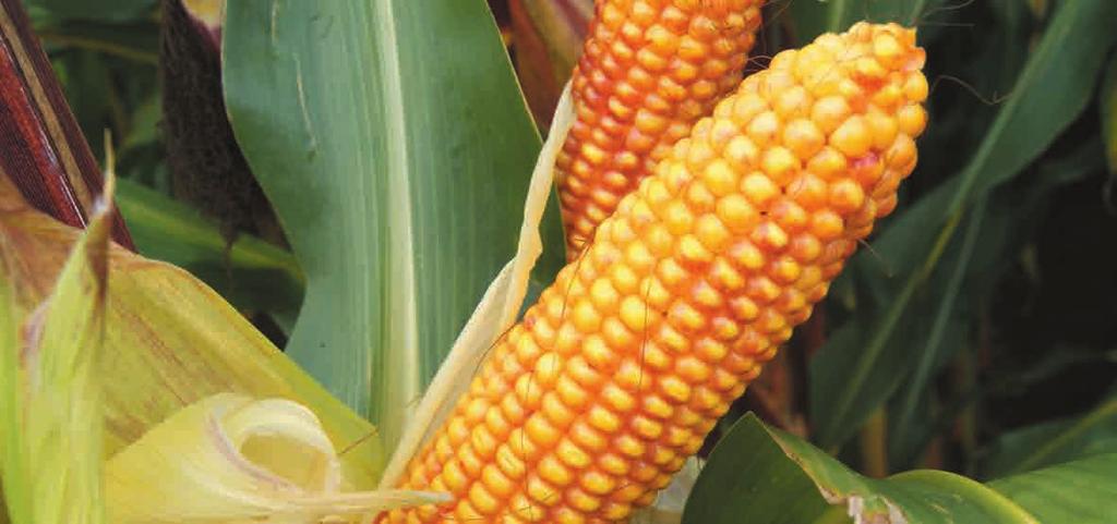 Alduna - FAO korrel 220 - kuil 230 - Massale maïs met zeer hoge korrelopbrengst Kweker: