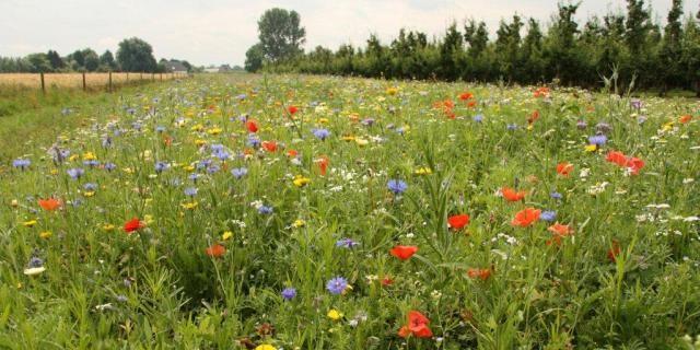 Figuur 3: bloem- en kruidenrijk grasland