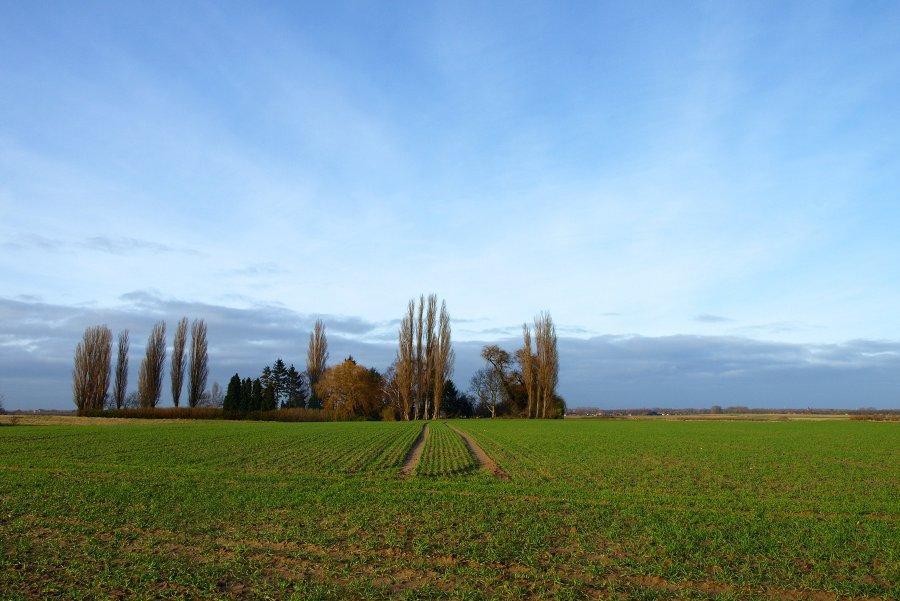 duvelde afgereden graanakkers. Ze rennen zoals andere plevierachtigen laag met korte snokken over de grond, af en toe iets oppikkend. Bij gevaar drukken ze zich en vertrouwen ze op hun schutkleur.