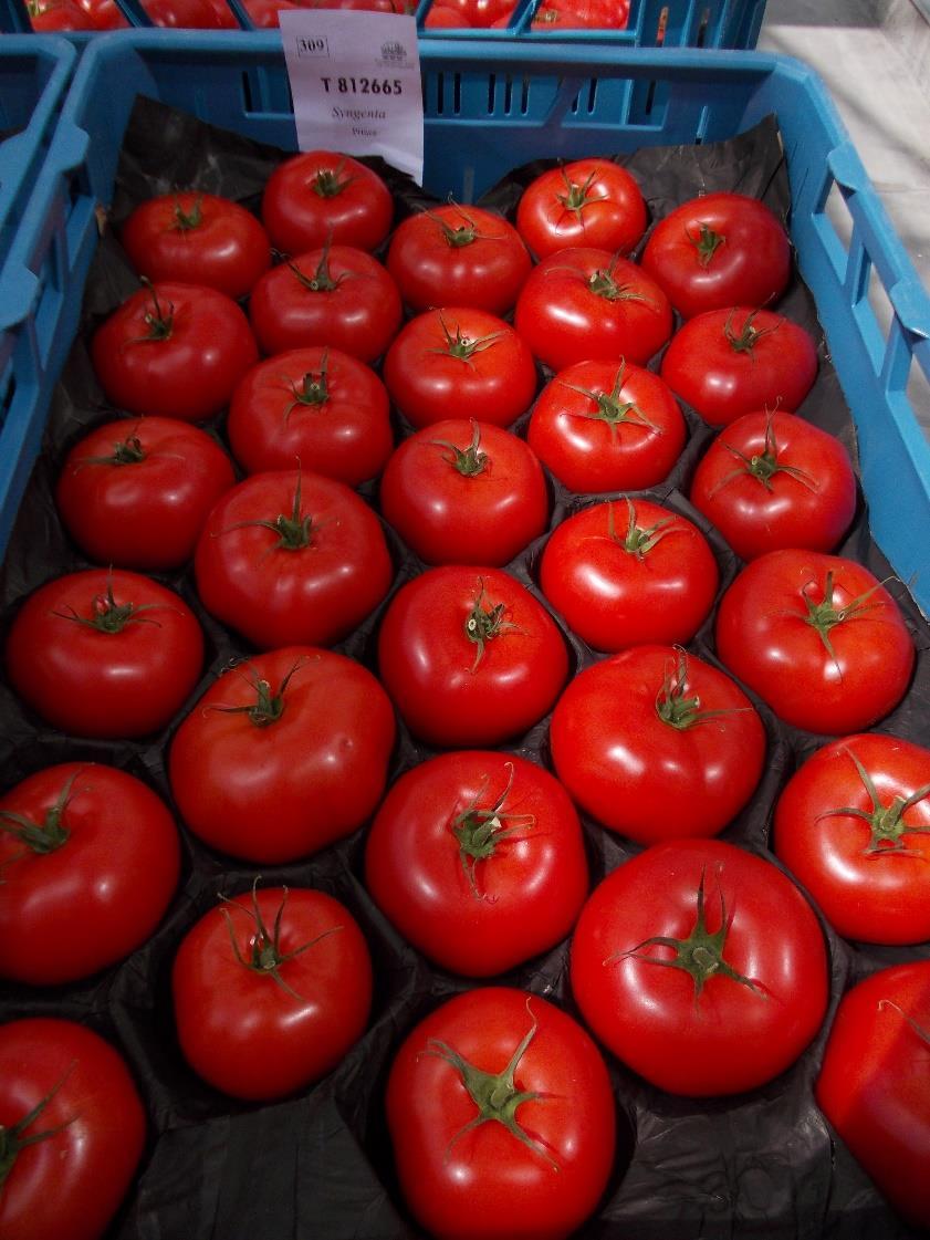 oordeel keurders Niet lekker, te weinig zoet, te weinig zuur, te stevig Goede productie, hoger vruchtgewicht en grovere maatsortering Partiële resistentie tegen Laagrond