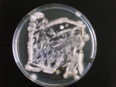 Figuur 4. Kolonievorming van Mycotal (Verticillium lecanii ) sporen bij monstername 14 dagen na spuiten op 29 augustus en vijf dagen na afdrukken van blad op voedingsbodem.