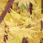 Skeeters Brown 1,5-2 m Ø - l traaggroeiende esdoorn diep ingesneden purperrode bladeren. Smal opgroeiende struik, houdt van zon met lichte schaduw, beschutten tegen stevige wind. Maat 125/150 E.P.