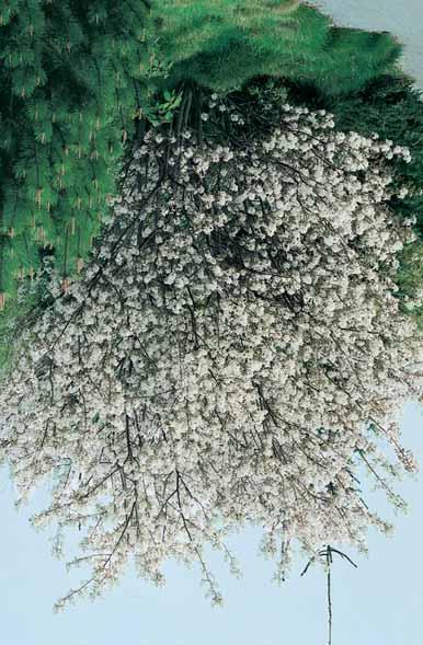 AMELANCHIER - arborea Robin Hill - zie bomen - laevis Ballerina 3-4 m - l > Ø - zie ook bomen - lamarckii 3-4 m - l > Ø l:l zie ook bos en haag / bomen (Syn.A. canadensis), krenteboompje, zuiver