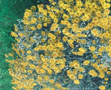 E.P. 6,50 - thun. Aurea 1 m mooie geelbladige soort, voorafgegaan door oranje bloemen. E.P. 6,50 - thun. Bagatelle 0,3-0,5 m - l ` bolrond, compact struikje, met diep purperbruine bladeren, goed geschikt voor zeer kleine tuinen, rotstuinen en grafbeplanting.
