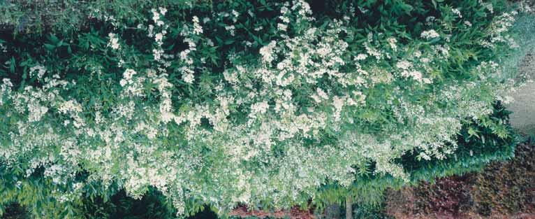 25,00 - lavallei - zie bomen CYTISUS Brem - l > Brem is moeilijk verplantbaar door zijn diepgaande wortels tenzij de planten in pot zijn gekweekt.