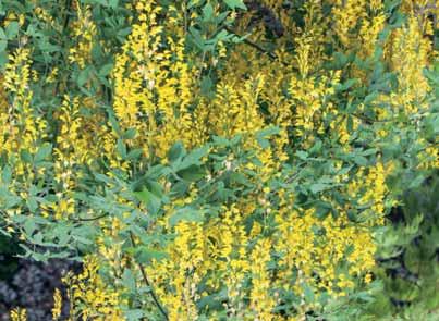 Golden Gem 0,8-1 m > kleinblijvende hulst zonder gezaagde kant aan het blad, fijne gele bladeren, vooral in de winter. E.P. 6,00 - cren.