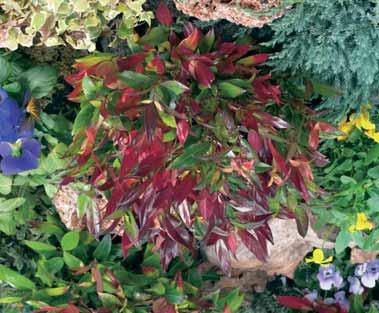 , groeit op arme gronden maar ze moeten goed water doorlatend zijn. E.P. 8,25 LEUCOTHOE - axillaris Curly Red 0,6 m Ø mooie bladverkleuring en apart gekruld blad.