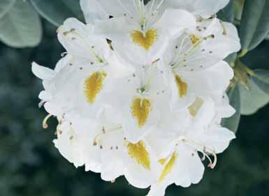 PONTICUM 2-3 m ` Ø zie ook bos en haag Bosrhododendron met de welgekende lilamauve bloemen, sterkgroeiend, verdraagt zeer goed schaduw,