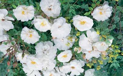 rubriflora), enigszins blauw, gerijpt blad en roodbruine twijgen, lichtroze enkelvormige bloemen, mooie hevige rode vruchten in het najaar 4,00 - nitida 0,5-0,7 m h kleine, enkel roze