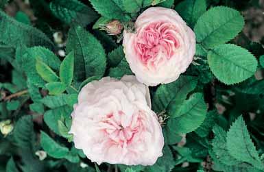 - rugosa Blanc Double de Coubert 1,5 m grote halfgevulde witte bloemen met een sterke geur. - rug.