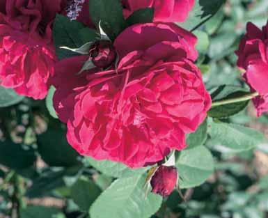 antafstand : 1 plant per lopende meter. KLIMROZEN IN CO E.P. 10,00 VARIETEITEN - Alberic Barbier 2,5-3 m goed gevulde bloemen, wit van kleur en doorbloeiend. - clb.