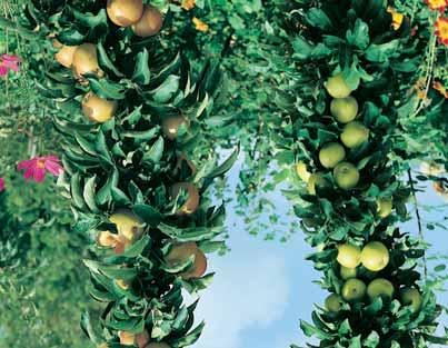 01 02 03 GROOT FRUIT ABRIKOZENBOMEN (Prunus armeniaca). De abrikoos is een winterharde struik die graag wat kalk in de grond heeft. Hij gedijt het beste tegen een zuidmuur en zal daar ook dragen.
