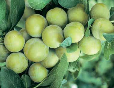 Deze struik of kleine boom houdt van een beschutte, zonnige standplaats. Groeit zeer goed en gezond op gewone tuingrond. PRIJS OP AANVRAAG KLEIN FRUIT AARDBEIPLANTEN Deze worden best geplant in aug.