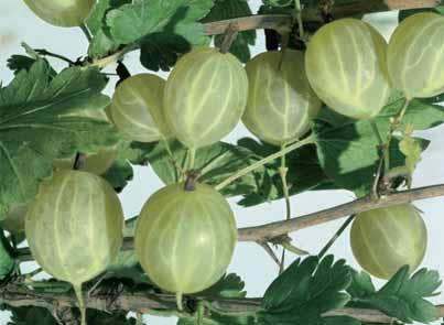 - Vroege van der Laan een zoete witte druif voor buiten, rijp in oktober. Andere soorten verkrijgbaar. FRAMBOZEN (Rubus idaeus). Ze gedijen het beste in een licht zure grond.