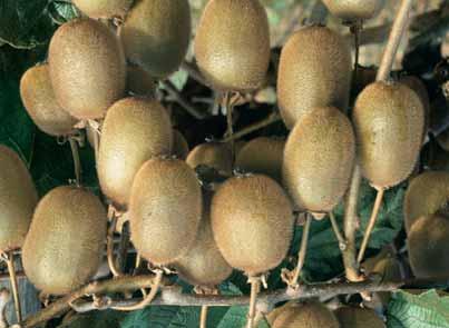 Ze gedijen het best op een doorlatende grond en volle zon, lichte schaduw kan ook. Voor de bestuiving plant men hazelaars best uit de wind. E.P. 7,00 Purperbladige hazelnoten, zie Corylus max.