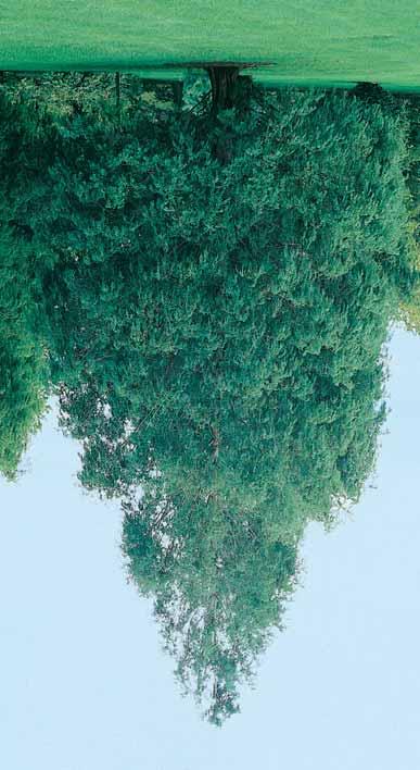 LARIX Lork - kaempferi 12-15 m - l > ` (Syn. L. leptolepis), Japanse lork, brede kegelvormige bladverliezende boom, de naalden verkleuren geel in de herfst, kan ook gebruikt worden voor hagen en bosplantsoenen.