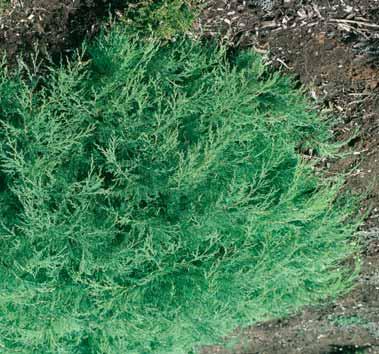 19,00 26,50 32,50 MICROBIOTA - decussata 0,2-0,3 m h platgroeiende, dichte plant met frisgroen blad, in de winter bronskleurig verkleurend, goed winterhard. E.P.