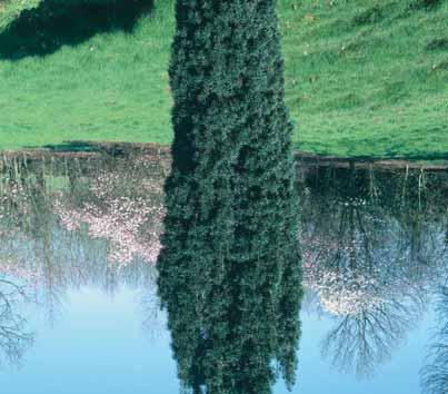 Houdt van vochtige gronden, kan op oudere leeftijd kniewortels vormen. Maat 150/175 175/200 200/250 E.P. 22,50 32,00 50,00 TAXUS Venijnboom - baccata 5-6 m - l > ` zie ook bos en haag - bac.