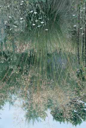 30 7/8 2,75 - grayi gras met mooie zaaddozen in de vorm van sterretjes. Deze worden in de herfst bruin. Het gras zelf blijft winter en zomer groen.