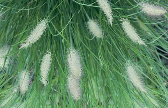 Avena sempervirens), zodevormende plant met ruw aanvoelende blauwe bladeren, bruine overhangende bloempluimen. 80 6/7 2,75 IMPERATA Japans bloedgras - cylin.