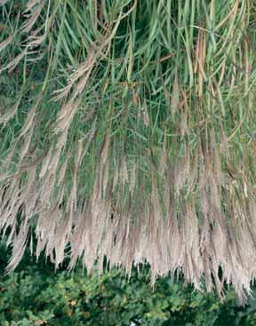 Zebrinus groene bladeren met gele dwarsstrepen. 150 9/10 4,75 MOLINIA Pijpestrootje - arundinacea Karl Foerster een siergras mert donkergroene bladeren en mooie halmen.