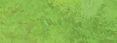 Hoogte/cm Allium schoenoprasum 30 - Bieslook; keukenkruid Anethum graveolens 80 - Dille; alleen leverbaar in het voorjaar Anthriscus cerefolium 60 - Kervel; alleen leverbaar in het voorjaar Armoracia