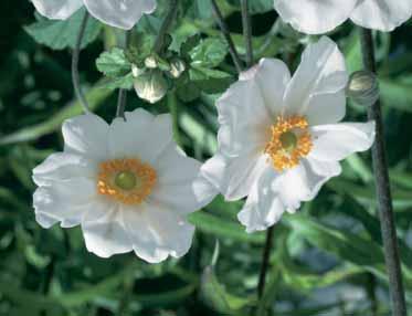 Splendens mooie enkelvoudige donkerroze bloemen. 100 8/10 2,75 - hybride Honorine Jobert y snijbl. enkel witte bloemen, lang en rijkbloeiend, borderplant. 80 8/10 2,75 - hybr.