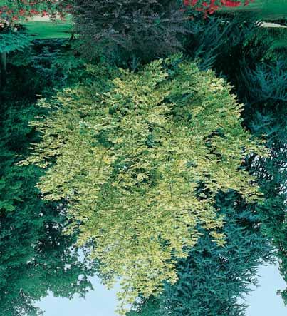 ACACIA zie ROBINIA ACER Esdoorn - campestre 10-12 m ` > Spaanse aak, kleine boom met zeer dichte kroon, uitstekend als onderbegroeiing en haagplant, mooi geel verkleurend blad in herfst. E.P.