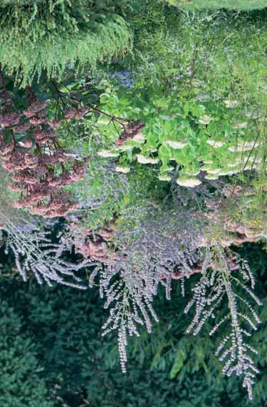 Hoogte Bloei- E.P. cm tijd SEDUM Vetkruid - acre h muurpeper, wintergroene plant met vetplantachtige blaadjes, donkergele brede bloemtuilen, zodevormend, geschikt voor verwildering.