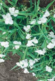 Variegatum h zelfde als voorgaande bladeren wit tot lichtgeel gerand. 15 6/9 1,75 - Matrona goed doorlatende grond, een roodgroen blad en wit roze bloemen maken deze soort speciaal.