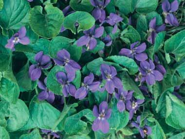 cm tijd VIOLA Viooltje - odorata Konigin Charlotte h zij vragen een zonnige standplaats en een vochtige voedzame grond. Deze soort is goed winterhard en violet blauwe bloemen.