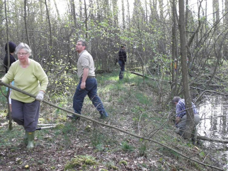 Om de biodiversiteit rond deze poel te vergroten voor oa libellen, kikkers, gingen we de zwarte els te lijf met zagen, kniptangen en man- en