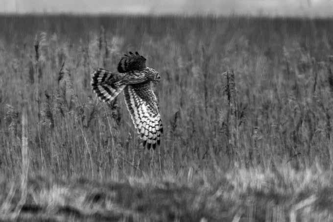 Foto 1. Adulte vrouw Blauwe Kiekendief jagend in De Onlanden (Foto: Ane van Rees). Adult female Hen Harrier hunting in Onlanden. Summary Boekel W. van & Berghuis P. 2015.