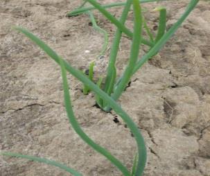 Plantui Probleemstelling Plantui groeit zeer