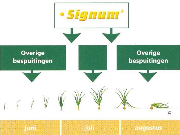 naar beneden. Het is dus belangrijk om de eerste sporulatie in het veld voor te zijn.